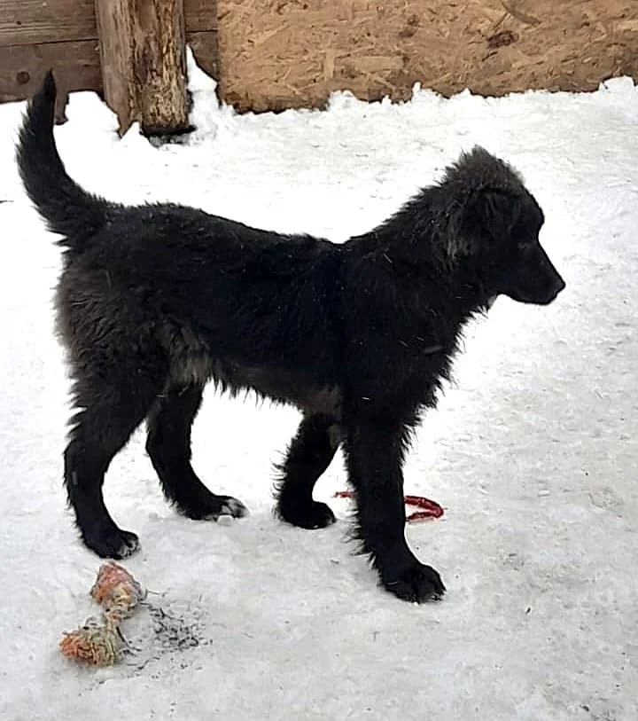 Baloo, male puppy Mixed Breed for adoption at Tierschutzverein Second Chance Dogs e.V., Zornheim