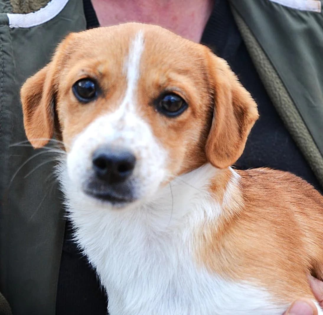 Ben F., male puppy Mixed Breed for adoption at Tierschutzverein Second Chance Dogs e.V., Zornheim