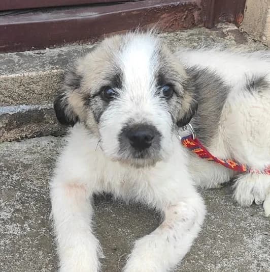 Luis, male puppy Mixed Breed for adoption at Tierschutzverein Second Chance Dogs e.V., Zornheim