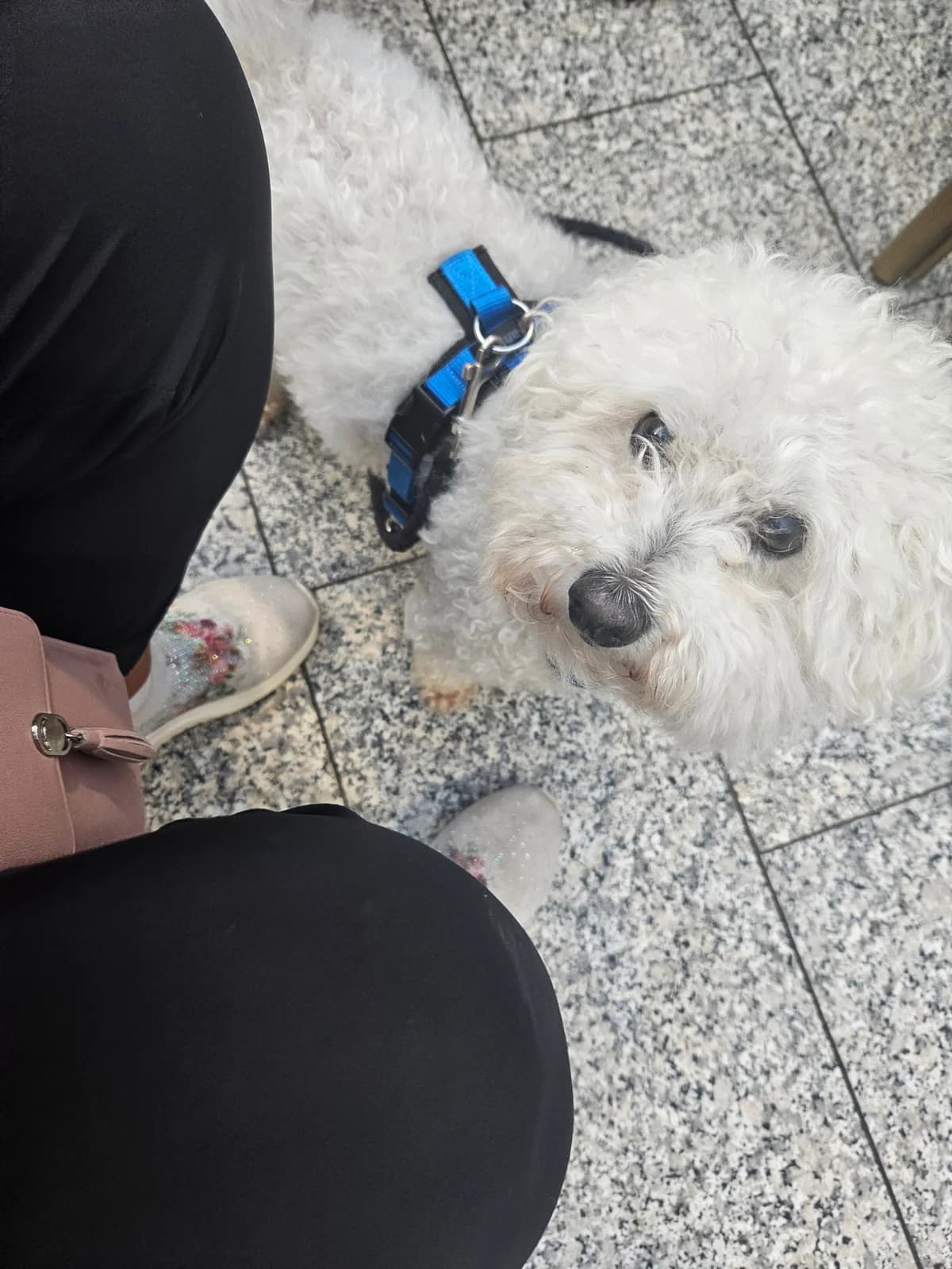 Mila, female senior Mixed Breed for adoption at Tierschutzverein Second Chance Dogs e.V., Zornheim