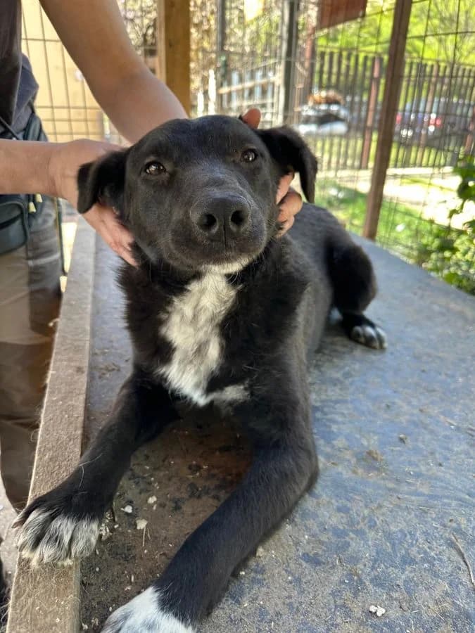 Pinjo, male young Mixed Breed for adoption at Tierschutzverein Second Chance Dogs e.V., Zornheim