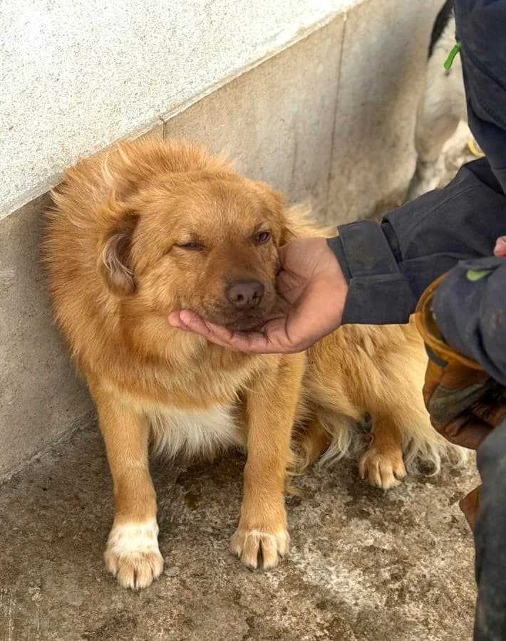 Manolo, gold male young Mixed Breed for adoption at Tierschutzverein Second Chance Dogs e.V., Zornheim