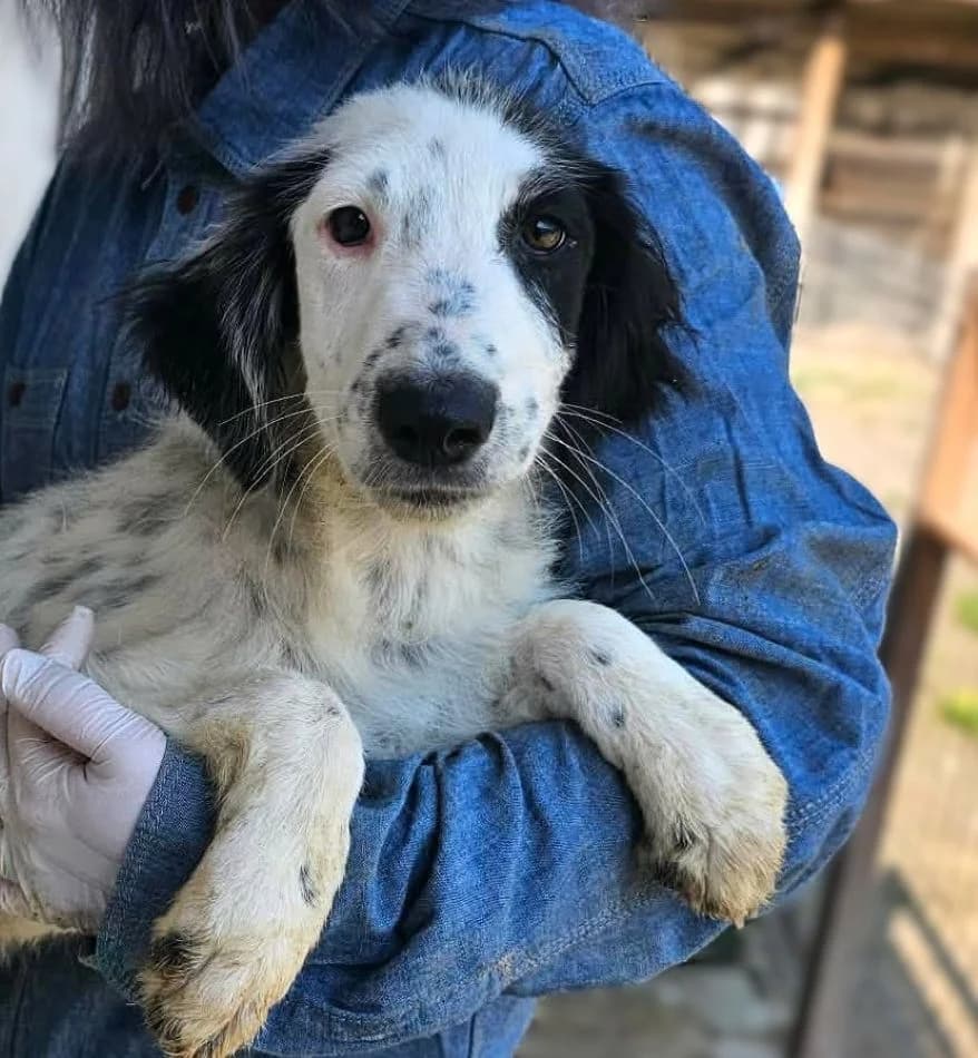 Lotty, female puppy Mixed Breed for adoption at Tierschutzverein Second Chance Dogs e.V., Zornheim