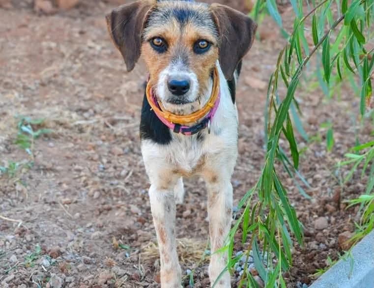 Chanel, female young Mixed Breed for adoption at Tierschutzverein Second Chance Dogs e.V., Zornheim