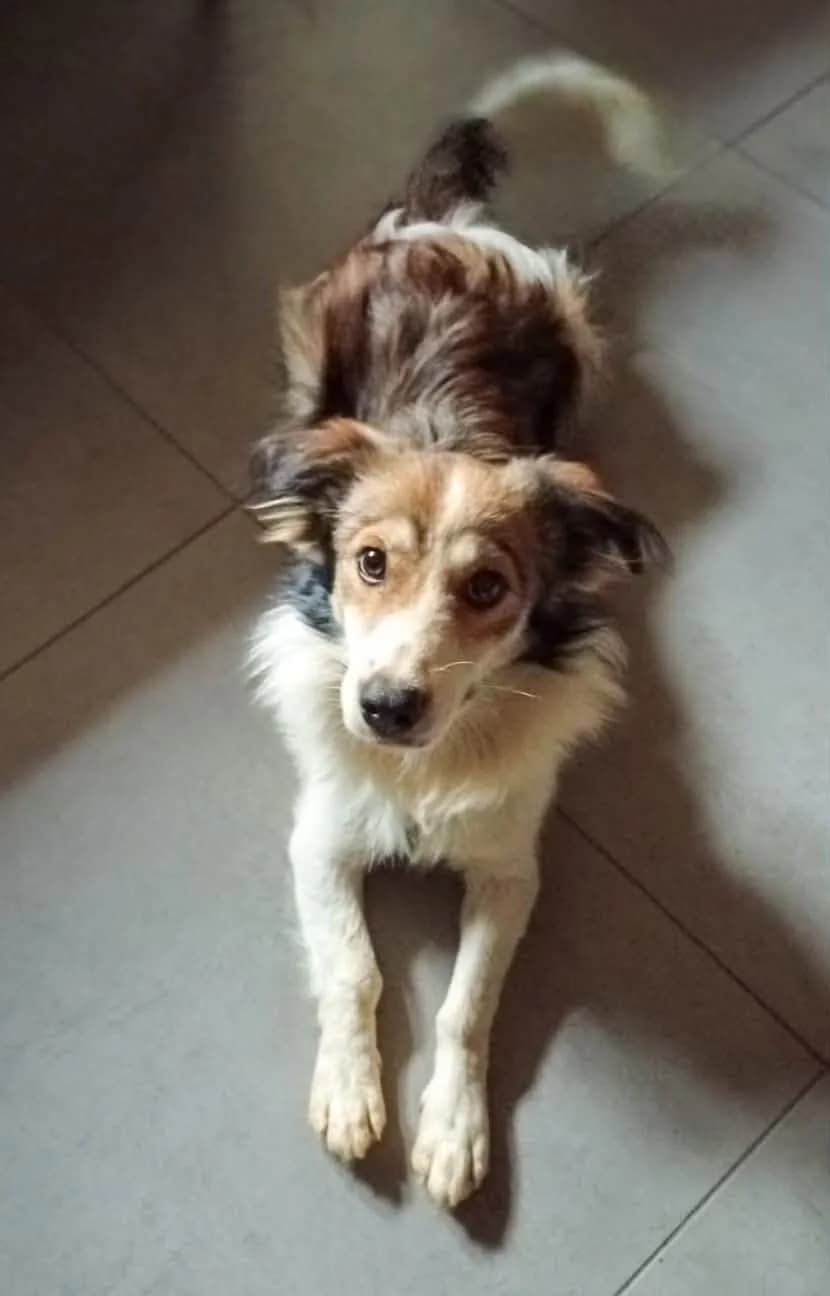 Bubis, male puppy Mixed Breed for adoption at Tierschutzverein Second Chance Dogs e.V., Zornheim