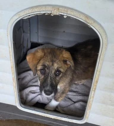 Holmes, male puppy Mixed Breed for adoption at Tierschutzverein Second Chance Dogs e.V., Zornheim