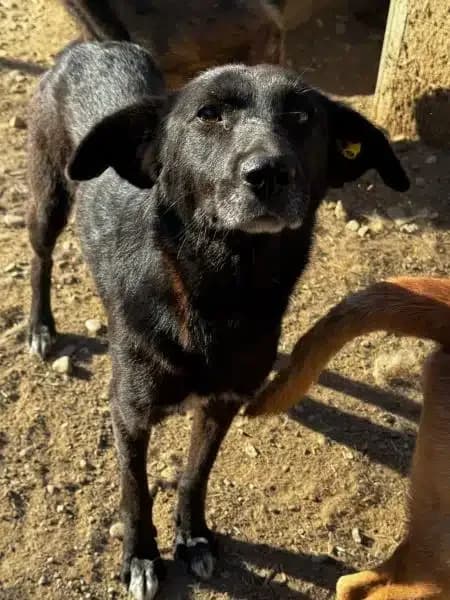 Yarasa, female senior Mixed Breed for adoption at Tierschutzverein Second Chance Dogs e.V., Zornheim