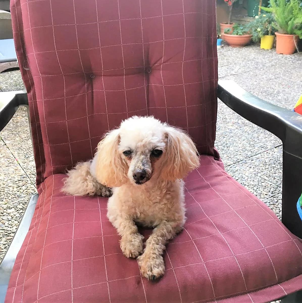 Olga (vermittelt), female Poodle for adoption at Tierschutzverein Second Chance Dogs e.V.