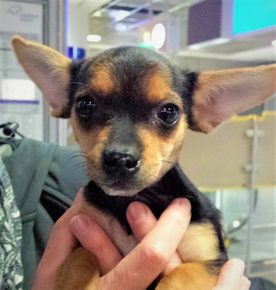 Thavma (vermittelt), female senior Chihuahua for adoption at Tierschutzverein Second Chance Dogs e.V., Zornheim