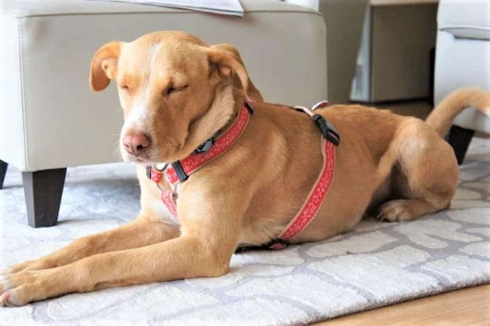 Sparky, Mixed Breed for adoption at Tierschutzverein Second Chance Dogs e.V., Zornheim