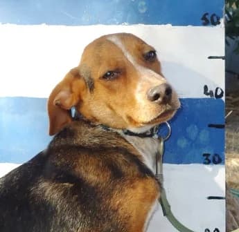 Eandas, Mixed Breed for adoption at Tierschutzverein Second Chance Dogs e.V.