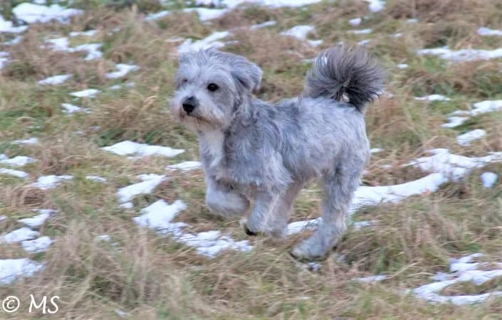 Bonita, Mixed Breed for adoption at Tierschutzverein Second Chance Dogs e.V., Zornheim