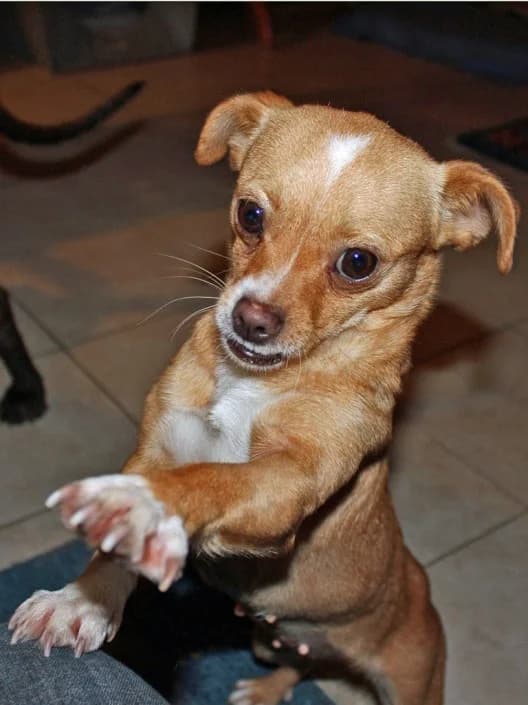 Rosita, puppy Mixed Breed for adoption at Tierschutzverein Second Chance Dogs e.V., Zornheim