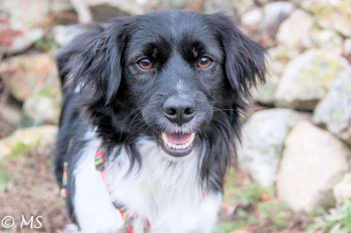 Sancho, Mixed Breed for adoption at Tierschutzverein Second Chance Dogs e.V., Zornheim