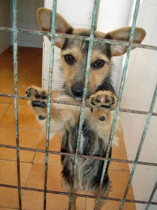 Tami, Mixed Breed for adoption at Tierschutzverein Second Chance Dogs e.V., Zornheim