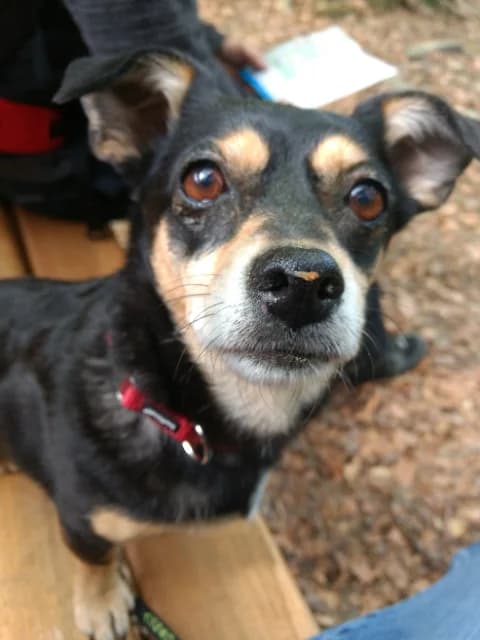 Lola (vermittelt), female senior mixed breed for adoption at Tierschutzverein Second Chance Dogs e.V., Zornheim