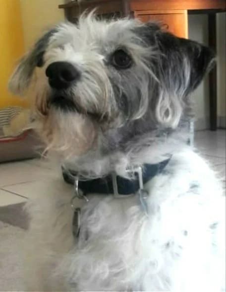 Tino (vermittelt), male 3yo mixed breed for adoption at Tierschutzverein Second Chance Dogs e.V., Zornheim