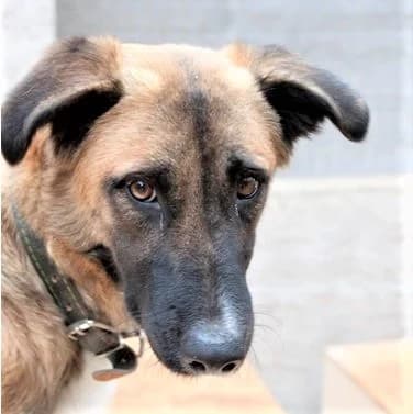 Anana jetzt Nana, Mixed Breed for adoption at Tierschutzverein Second Chance Dogs e.V., Zornheim