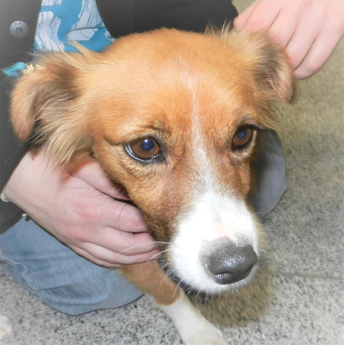 Peaches, Mixed Breed for adoption at Tierschutzverein Second Chance Dogs e.V., Zornheim