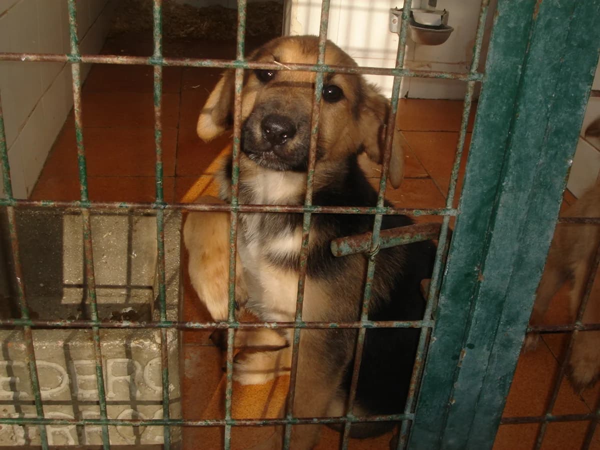 Laika, Mixed Breed for adoption at Tierschutzverein Second Chance Dogs e.V., Zornheim