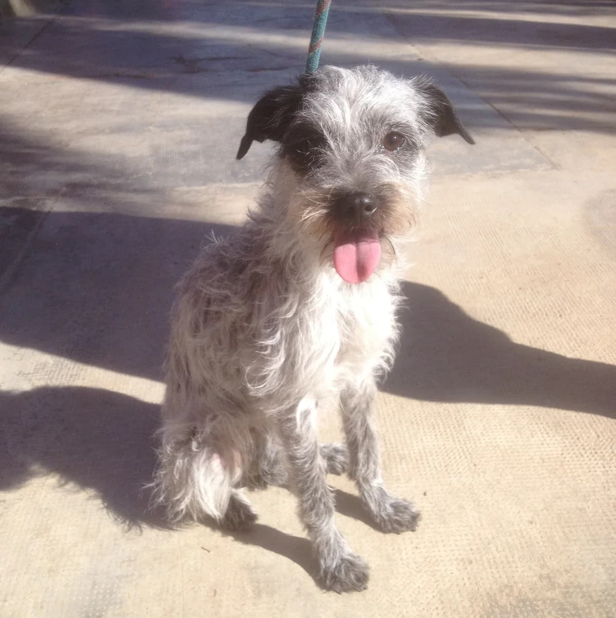 Ana, Mixed Breed for adoption at Tierschutzverein Second Chance Dogs e.V., Zornheim