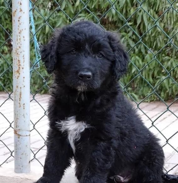 Andy (vermittelt), male senior Mixed Breed for adoption at Tierschutzverein Second Chance Dogs e.V., Zornheim