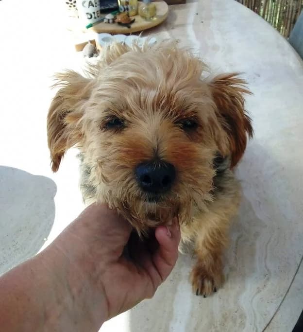 Luna (vermittelt), female Yorkshire Terrier for adoption at Tierschutzverein Second Chance Dogs e.V.