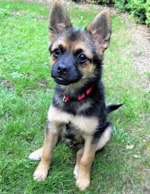 Pitufin, Mixed Breed for adoption at Tierschutzverein Second Chance Dogs e.V., Zornheim