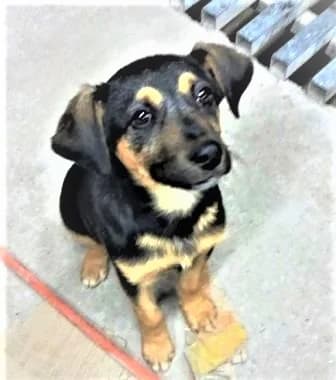 Lilly (vermittelt), male senior Mixed Breed for adoption at Tierschutzverein Second Chance Dogs e.V., Zornheim