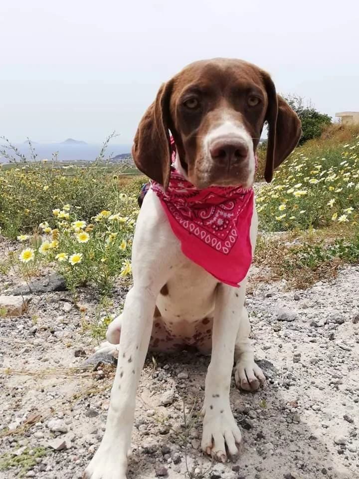 Penelope (vermittelt), braun female 7yo Pointer for adoption at Tierschutzverein Second Chance Dogs e.V., Zornheim