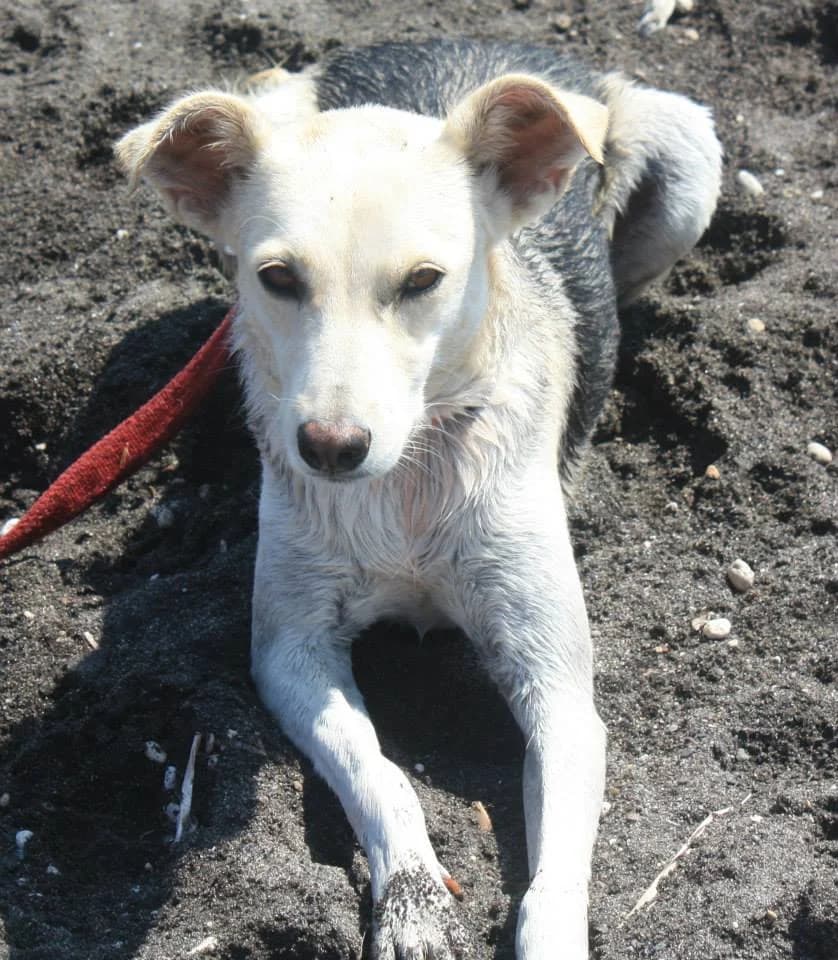 Chelsea, Mixed Breed for adoption at Tierschutzverein Second Chance Dogs e.V., Zornheim