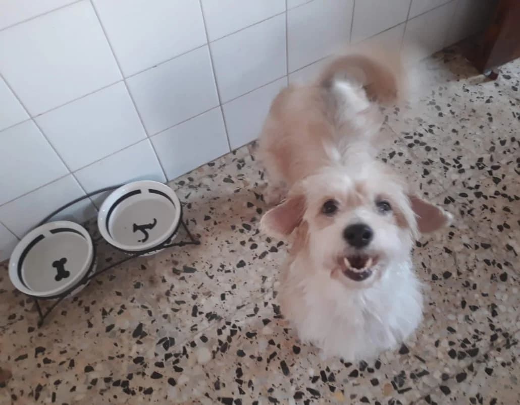 Milly (vermittelt), female senior Mixed Breed for adoption at Tierschutzverein Second Chance Dogs e.V., Zornheim