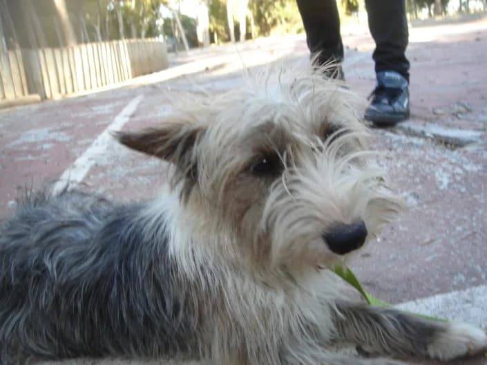 Holly, Mixed Breed for adoption at Tierschutzverein Second Chance Dogs e.V., Zornheim