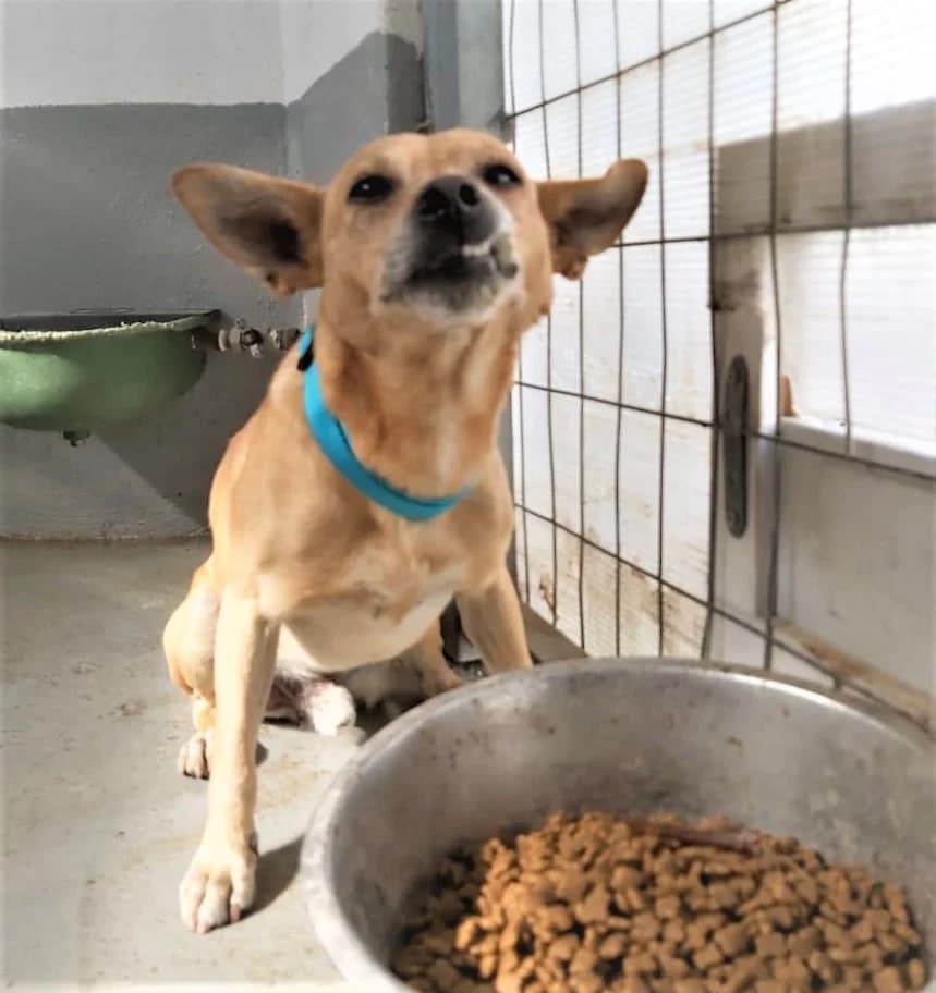 Benji (vermittelt), male 4yo Mixed Breed for adoption at Tierschutzverein Second Chance Dogs e.V., Zornheim