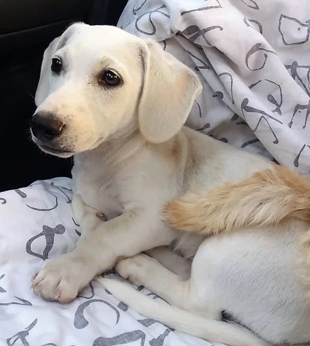 Hioni (vermittelt), male 7yo Mixed Breed for adoption at Tierschutzverein Second Chance Dogs e.V., Zornheim