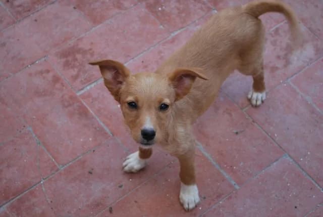 Peca, mixed breed for adoption at Tierschutzverein Second Chance Dogs e.V., Zornheim