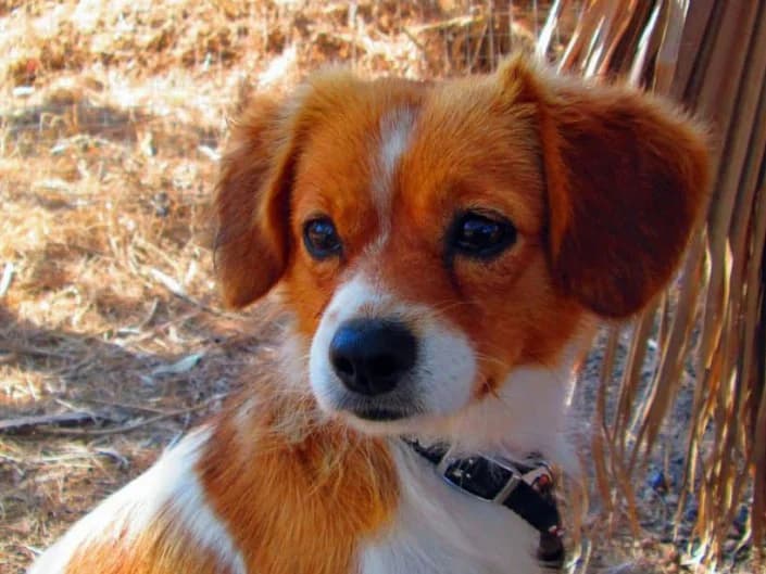 Shila, female Mixed Breed for adoption at Tierschutzverein Second Chance Dogs e.V., Zornheim