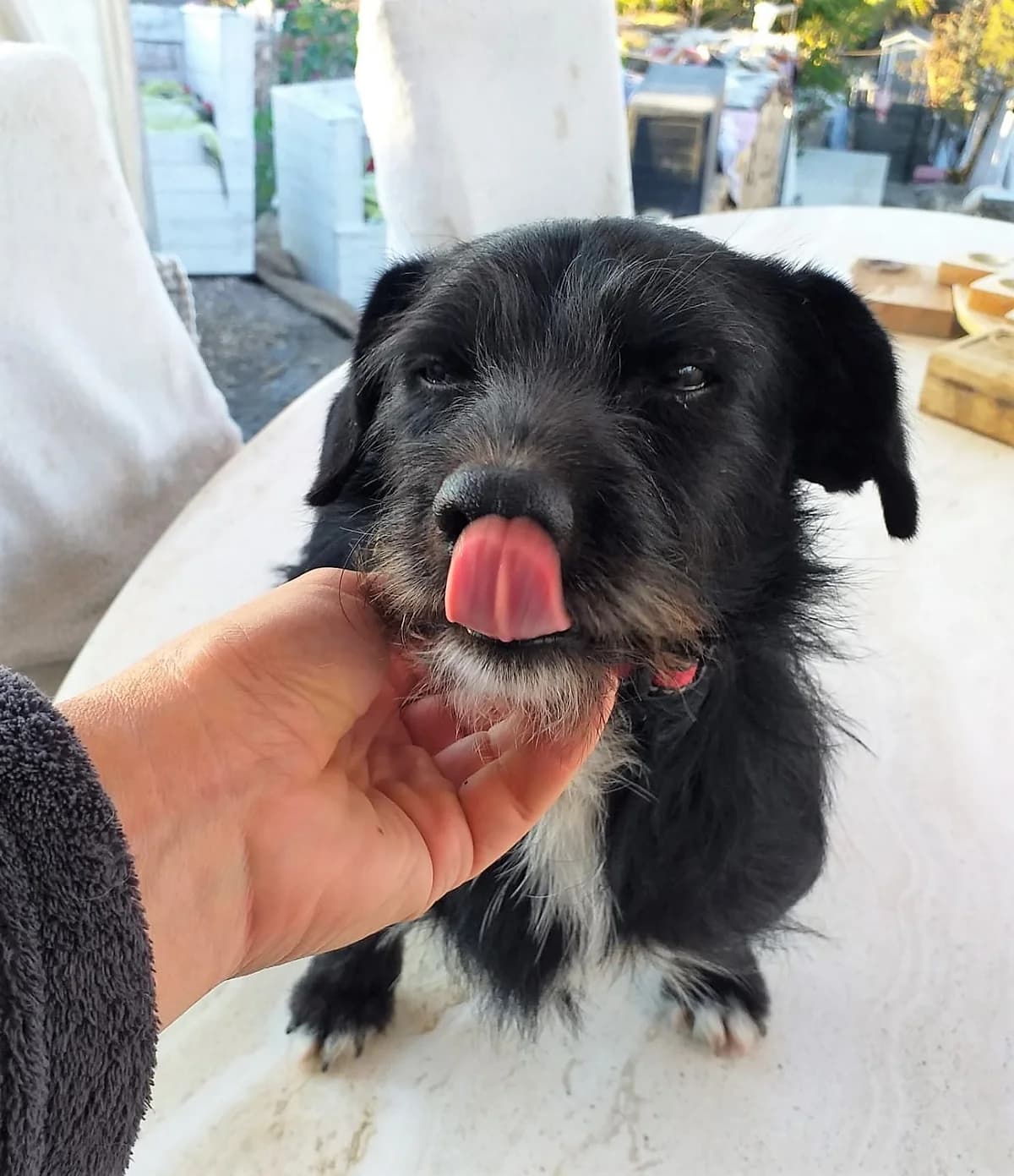 Cody (vermittelt), male senior Mixed Breed for adoption at Tierschutzverein Second Chance Dogs e.V., Zornheim