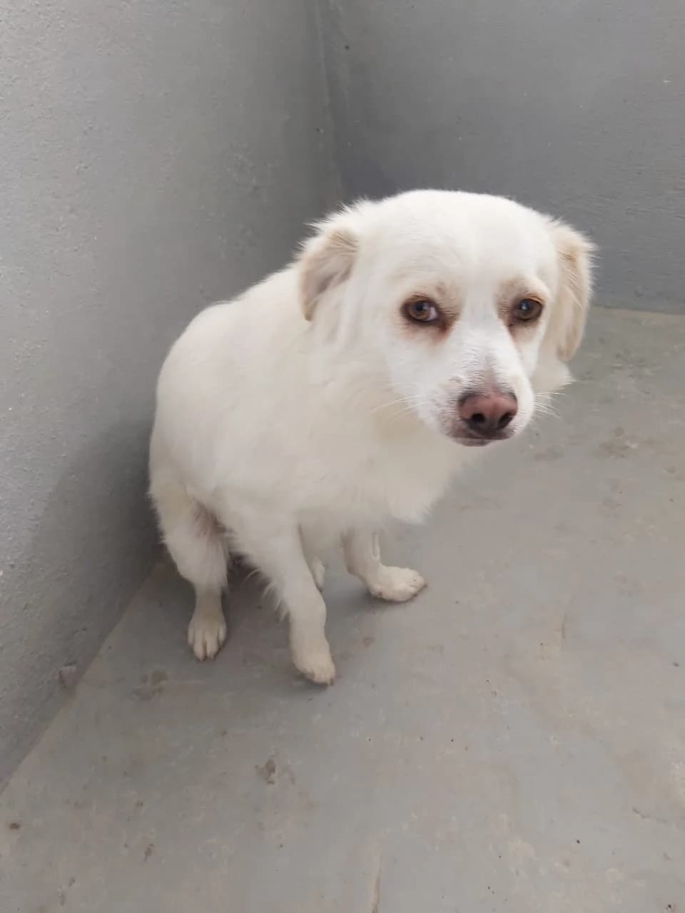 Silanos (vermittelt) Jetzt, male senior Mixed Breed for adoption at Tierschutzverein Second Chance Dogs e.V., Zornheim