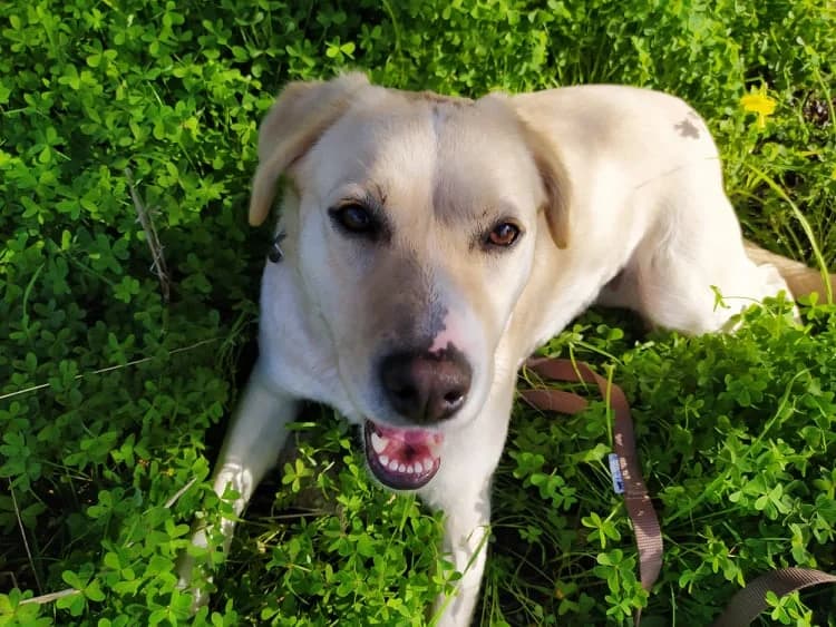 Nelly (vermittelt), female 7yo Labrador Retriever for adoption at Tierschutzverein Second Chance Dogs e.V., Zornheim