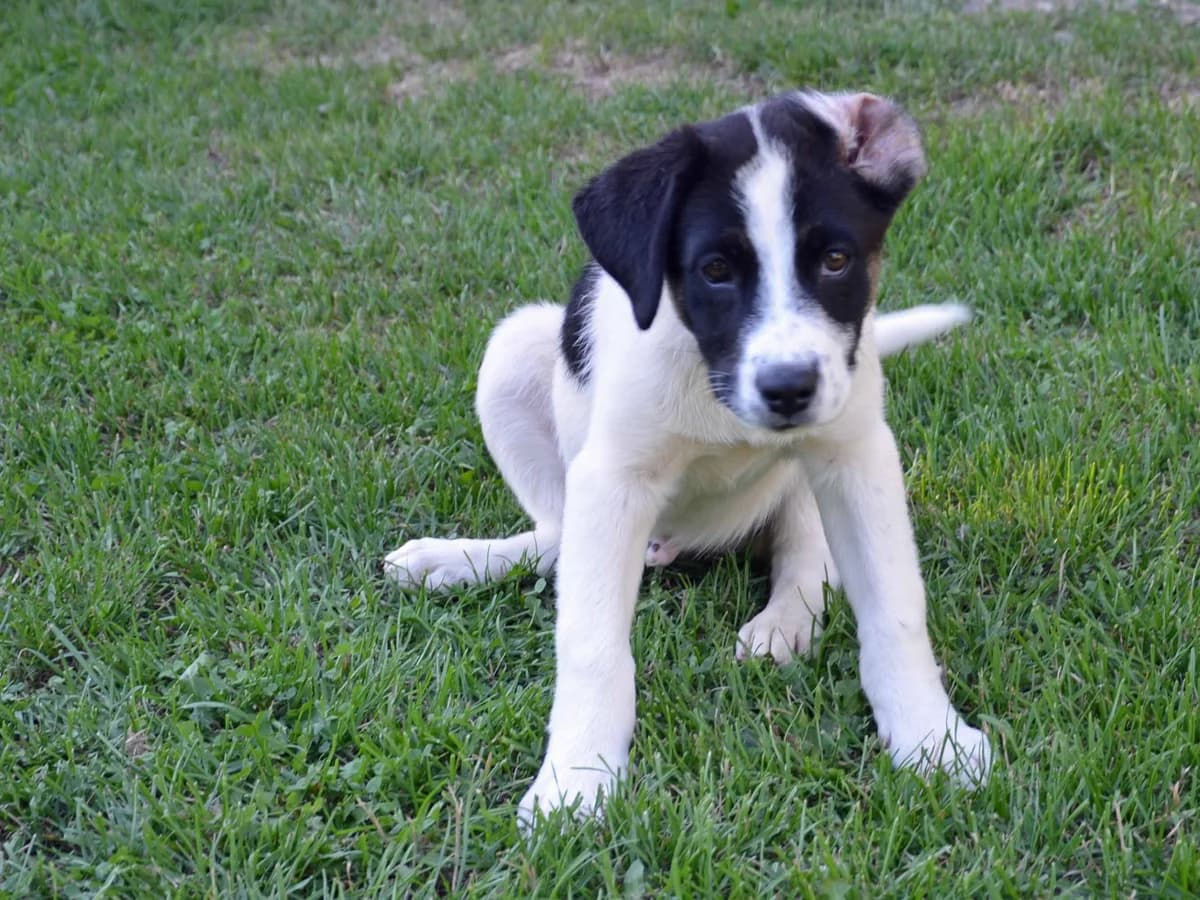 Ouzo jetzt Bruno, puppy Mixed Breed for adoption at Tierschutzverein Second Chance Dogs e.V., Zornheim