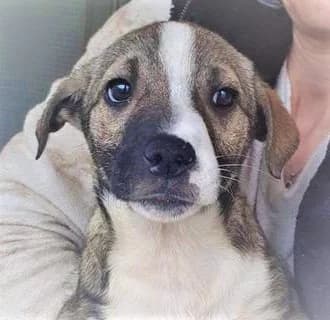 Beth (vermittelt), female 7yo Mixed Breed for adoption at Tierschutzverein Second Chance Dogs e.V., Zornheim