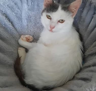 Finn, 6yo Mixed Breed for adoption at Tierschutzverein Simbach