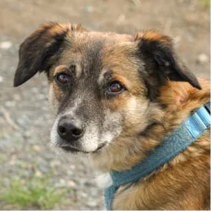 Clarissa, female 3yo Mixed Breed for adoption at Tierschutzverein SOM e.V. (Tierheim Pfaffengrün)
