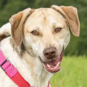 Norbert, female young Mixed Breed for adoption at Tierschutzverein SOM e.V. (Tierheim Pfaffengrün)