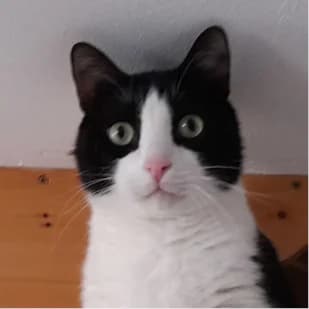 Tiger, female 4yo Mixed Breed for adoption at Tierschutzverein SOM e.V. (Tierheim Pfaffengrün)