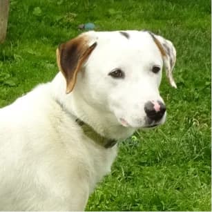 Manni, male 4yo Mixed Breed for adoption at Tierschutzverein SOM e.V. (Tierheim Pfaffengrün)