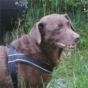 Flora – sucht Menschen mit großem Herzen Vermittlungshilfe, female senior Mixed Breed for adoption at Tierschutzverein SOM e.V. (Tierheim Pfaffengrün)