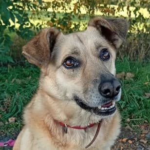 Lila, female 3yo Mixed Breed for adoption at Tierschutzverein SOM e.V. (Tierheim Pfaffengrün)