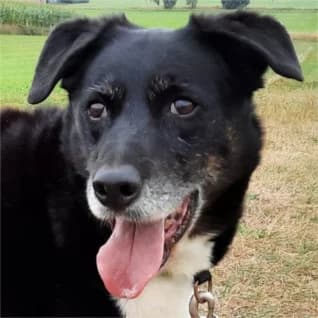 Sammy ein Senior mit Charakter, male senior Mixed Breed for adoption at Tierschutzverein SOM e.V. (Tierheim Pfaffengrün)
